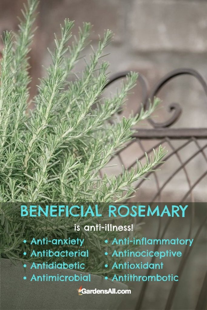 Benefits of rosemary include Anti-anxiety, Antibacterial, Antidiabetic, 
Antimicrobial, Anti-inflammatory, Antinociceptive. Antioxidant, Antithrombotic, backed by scientific research