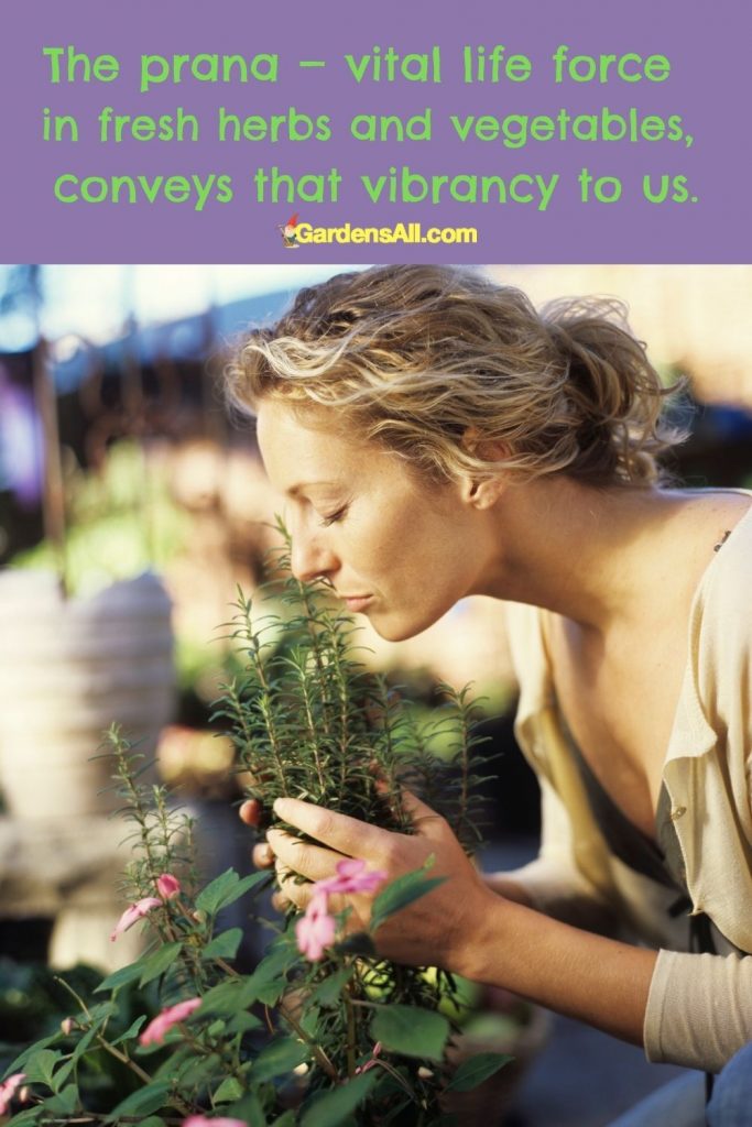 The prana — vital life force — in fresh herbs and vegetables, conveys that vibrancy to us.
~GardensAll.com