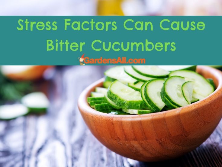 Why Are My Cucumbers Bitter? GardensAll
