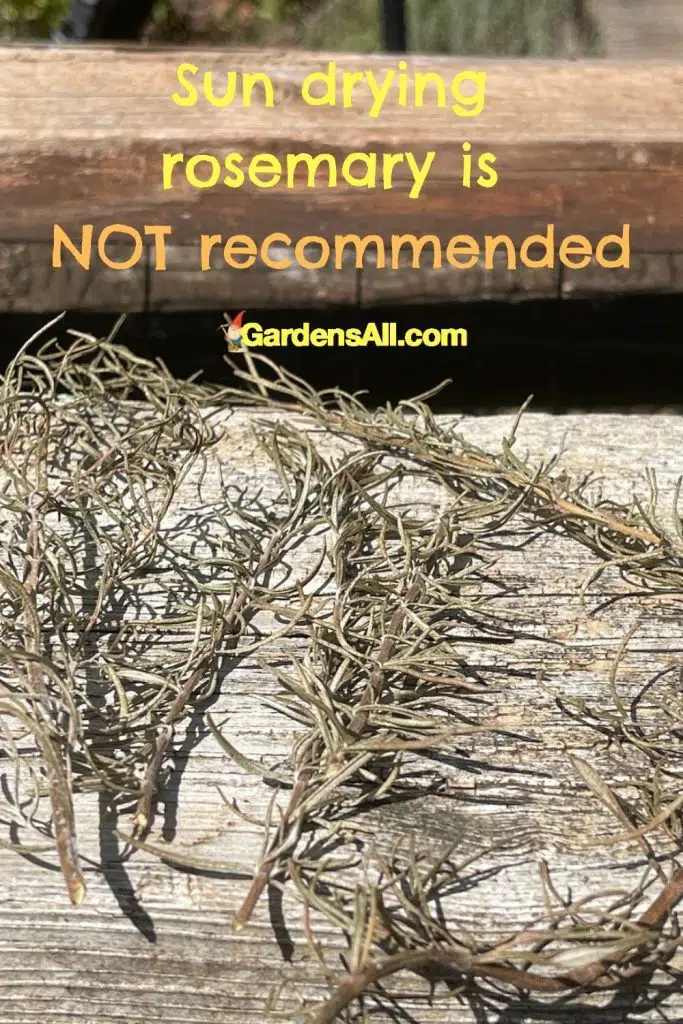 sun rosemary is not recommended