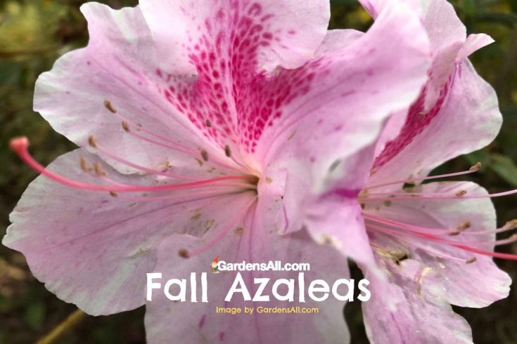 Garden News: Leaf Blowers, Fall Flowers, Birds and Winter Holly
