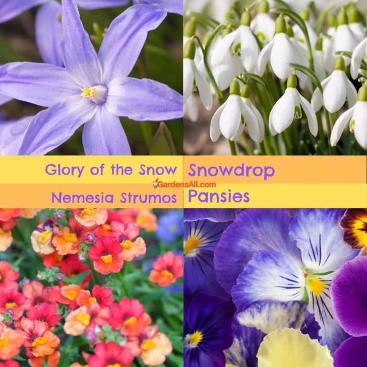 Flowers that bloom in winter cover image of 4 winter flowers