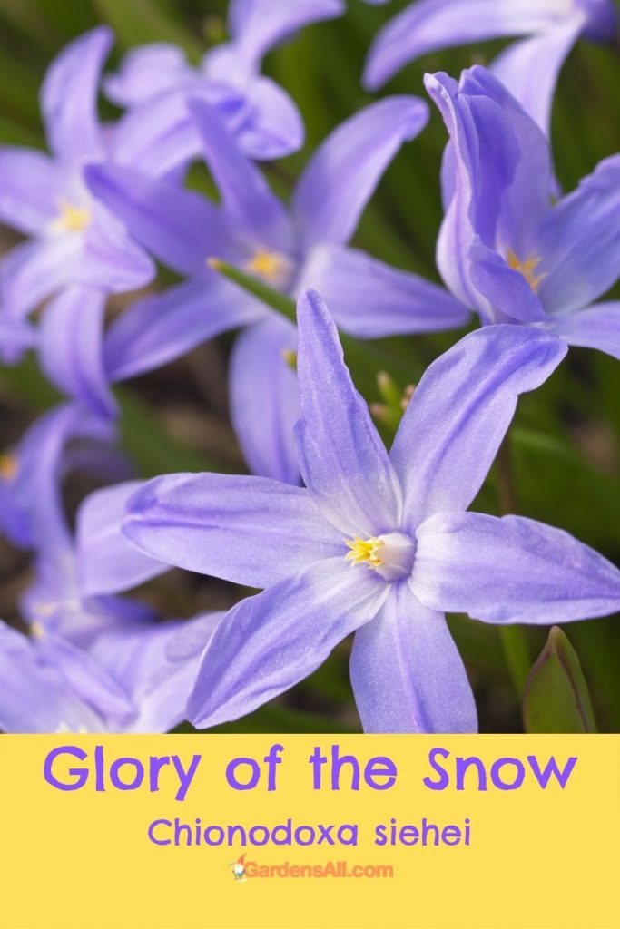 Glory of the Snow, Chionodoxa siehei, Zones 3-8