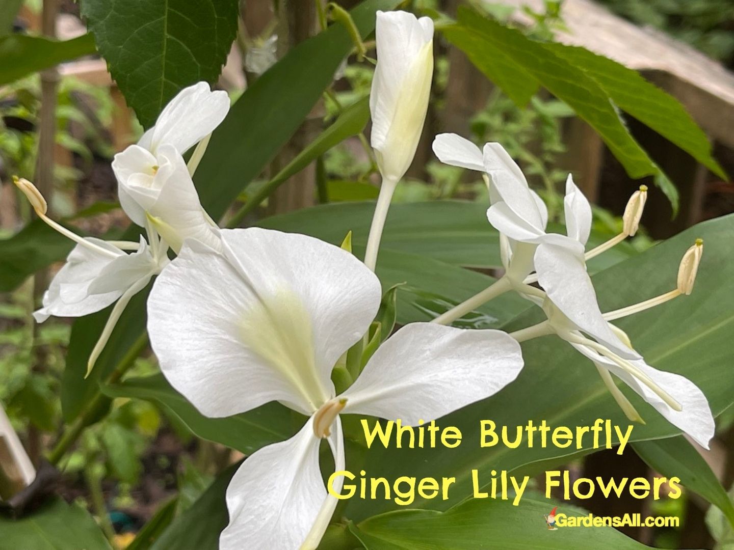 White Butterfly Ginger Plant a Most Fragrant Ginger GardensAll