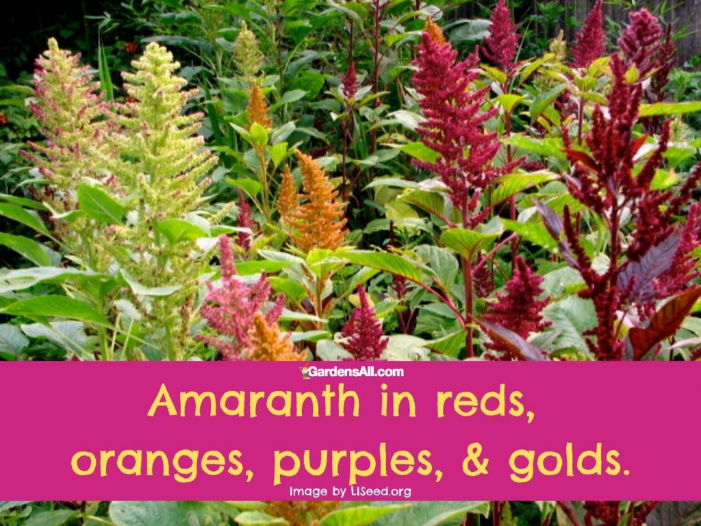 amaranth colors-orange-purpose-red-gold - image by LISeed.org (Long Island Seed NPO)