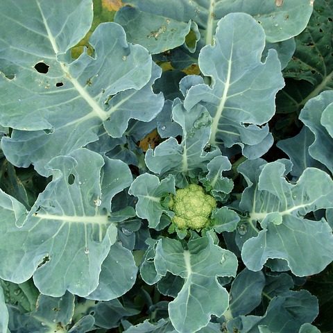 Edible Leaves of Fruit, Vegetables and Flowers – Some May Surprise You