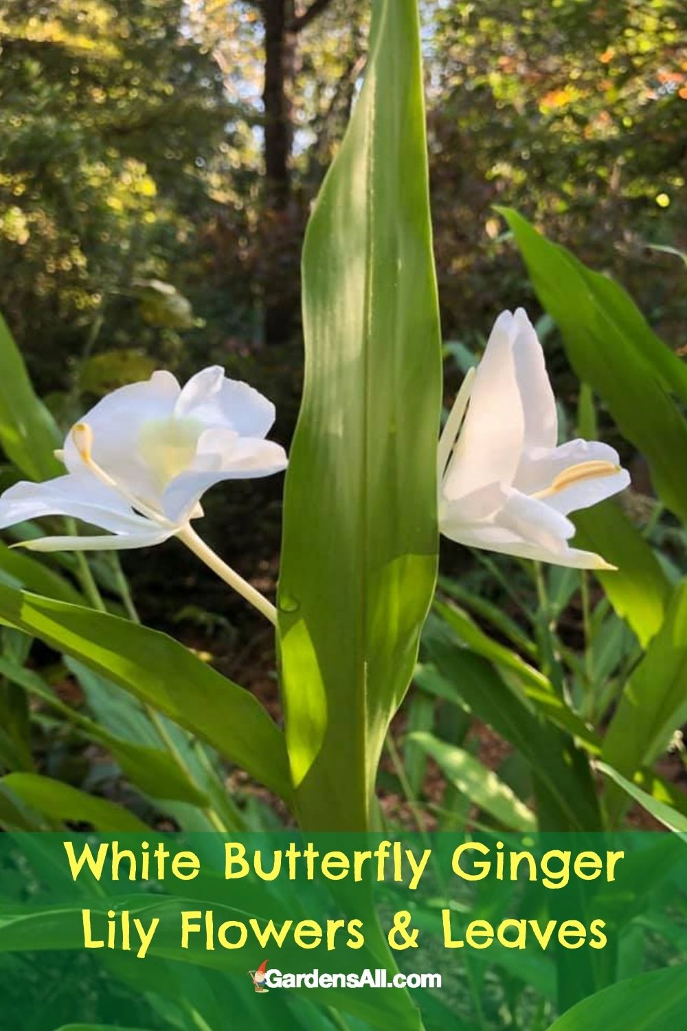 White Butterfly Ginger Plant a Most Fragrant Ginger GardensAll