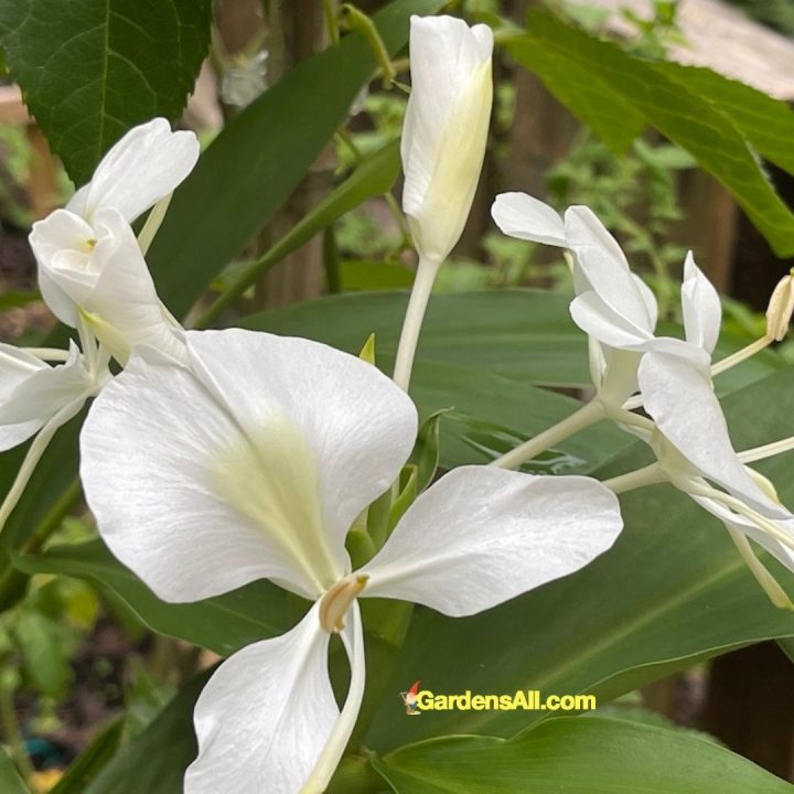 white butterfly ginger-flowers-cluster-closeup-image by GardensAll.com