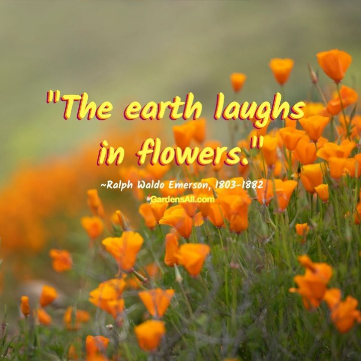Famous quote by Ralph Waldo Emerson-The earth laughs in flowers