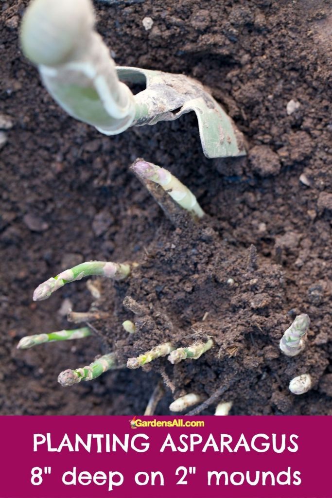 When planting asparagus, cover asparagus crowns with 2" of composted soil and amendments