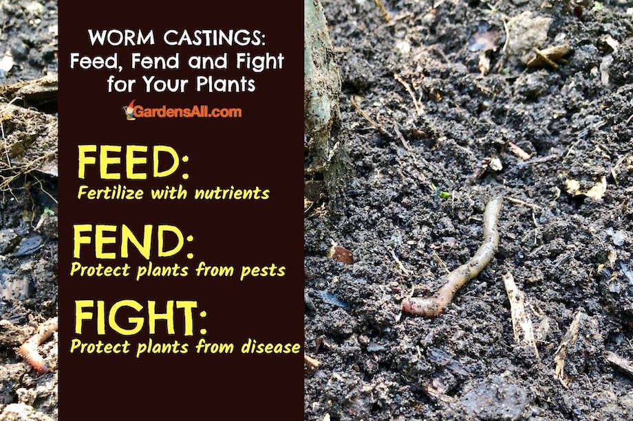 Worms and worm castings are essential for healthy soil
