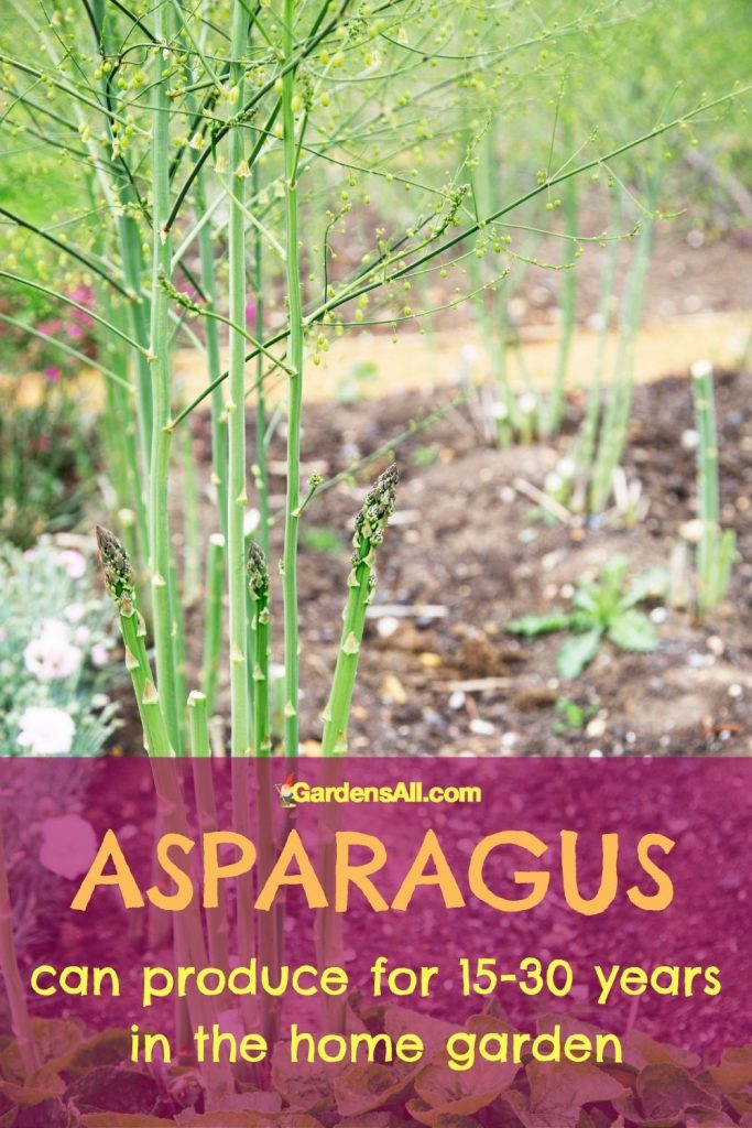Asparagus can produce for 15-30 years in the home garden, and for 10 years as a commercial crop.