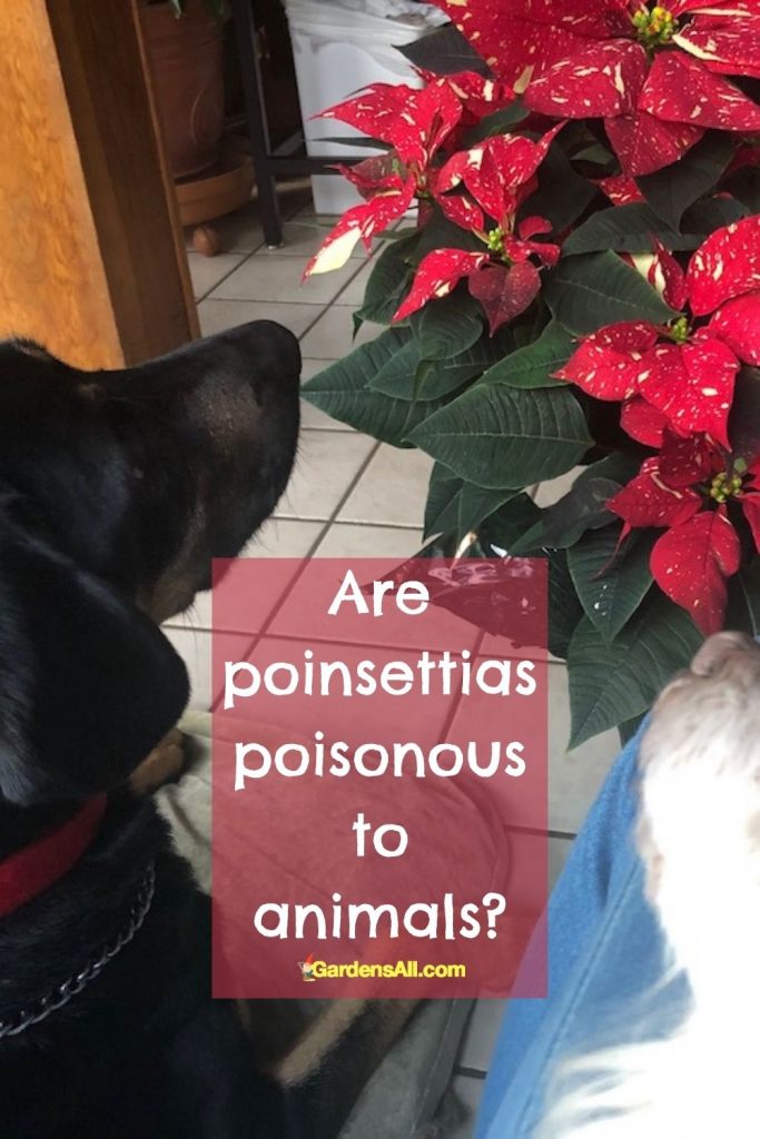 Are poinsettias poisonous to animals?