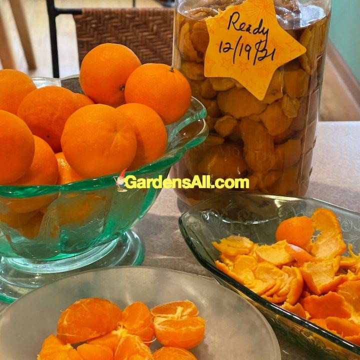 DIY Citrus Vinegar Cleaner; homemade citrus cleaner; DIY vinegar cleaner