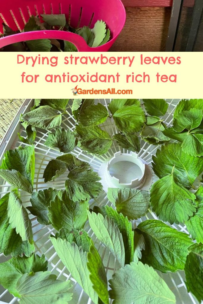 Drying strawberry leaves for tea