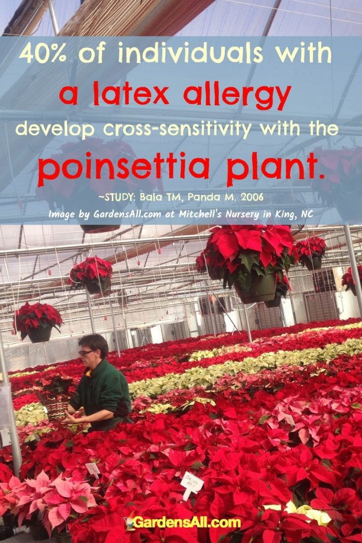 Are Poinsettias Poisonous, or is it a Myth? - GardensAll