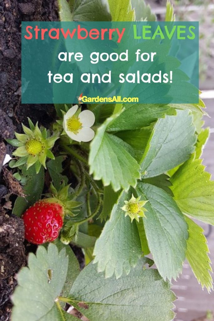 fresh or dried Strawberry leaves are beneficial fresh or dried for delicious tea