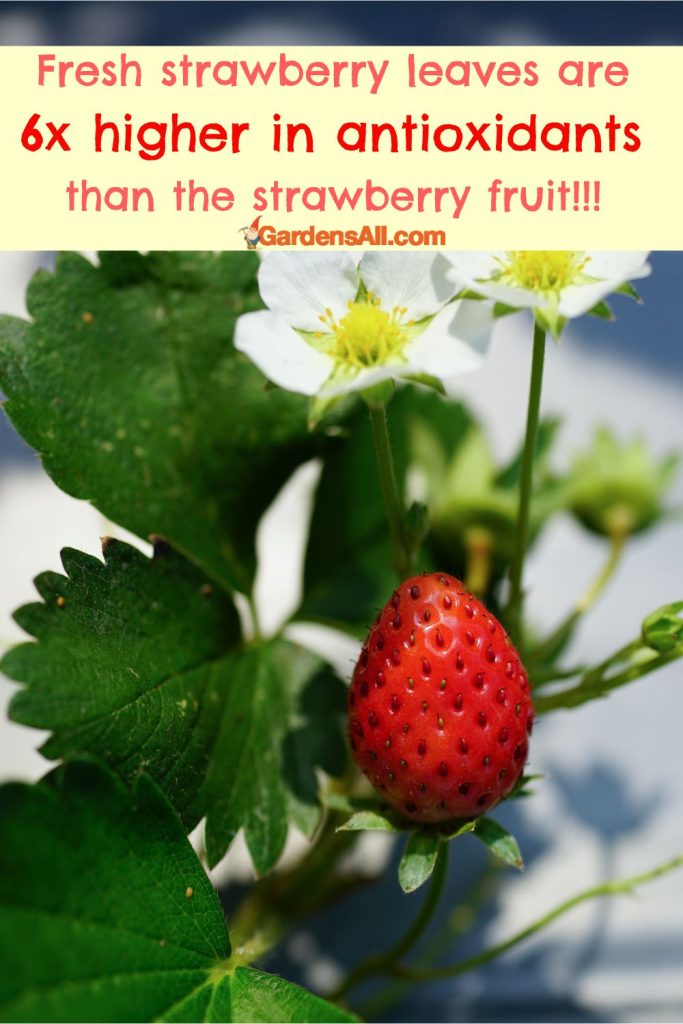 Fresh strawberry leaves are 6x higher in antioxidants than strawberries