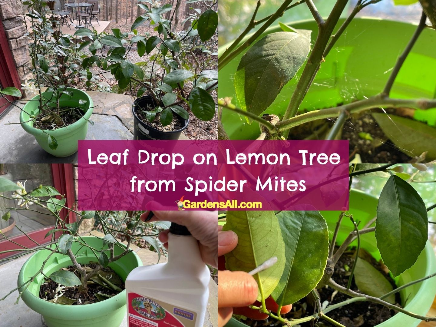 Why Are My Meyer Lemon Leaves Falling Off? (Citrus x meyeri) GardensAll