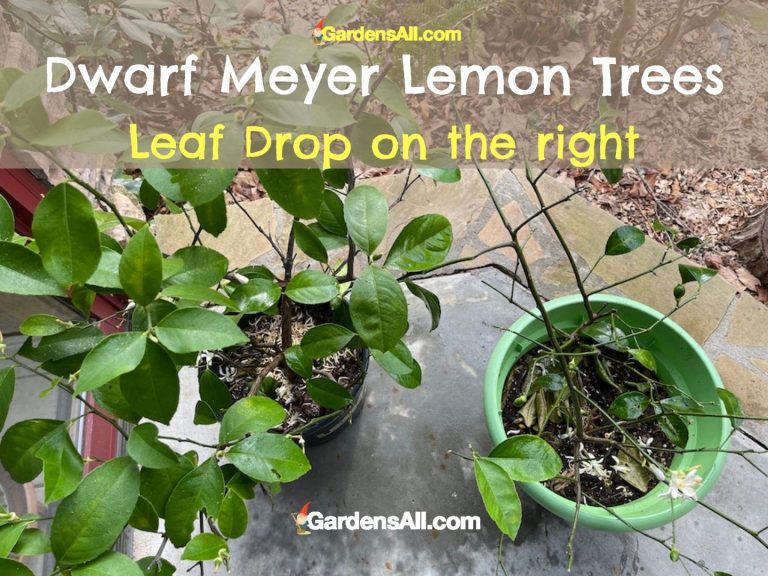 Why Are My Meyer Lemon Leaves Falling Off? (Citrus x meyeri) GardensAll