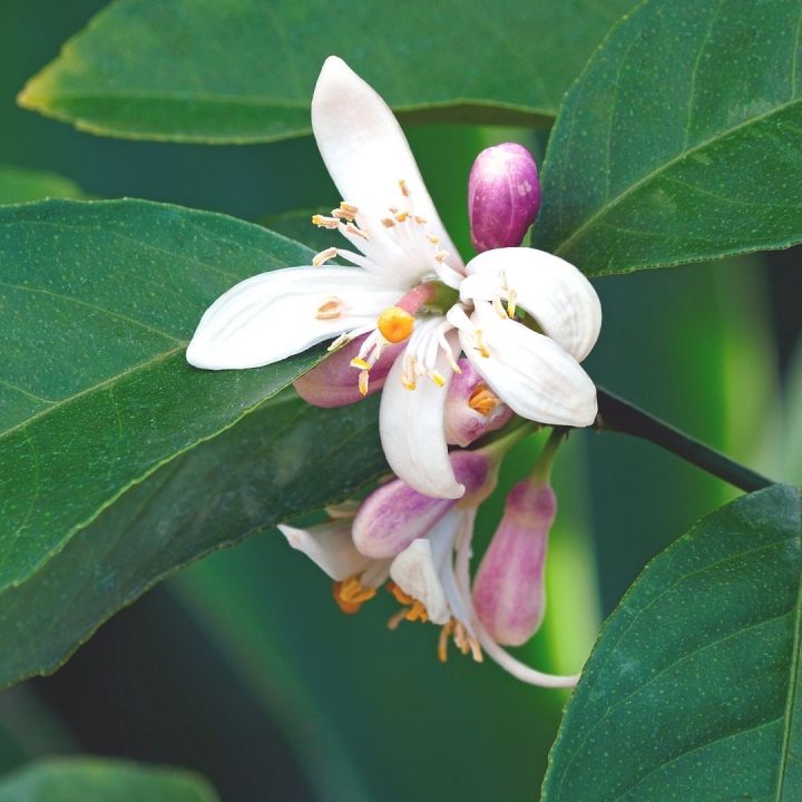 Meyer lemon leaves and blossoms