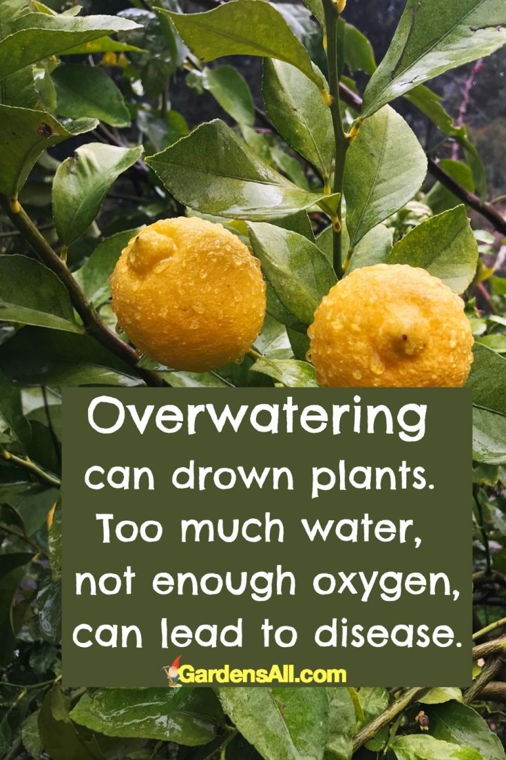 Why Are My Meyer Lemon Leaves Falling Off? (Citrus x meyeri) GardensAll