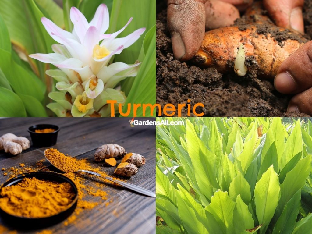 Turmeric-flowers-rhizomes-leaves-root