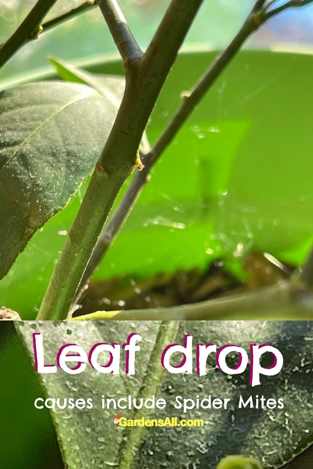 Why Are My Meyer Lemon Leaves Falling Off? (Citrus x meyeri) GardensAll