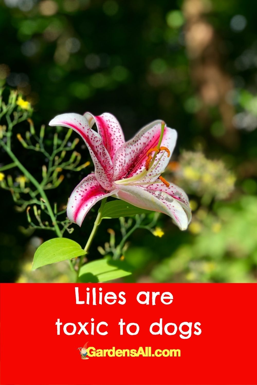 Plants Poisonous to Dogs - What Dog Owners Need to Know - GardensAll