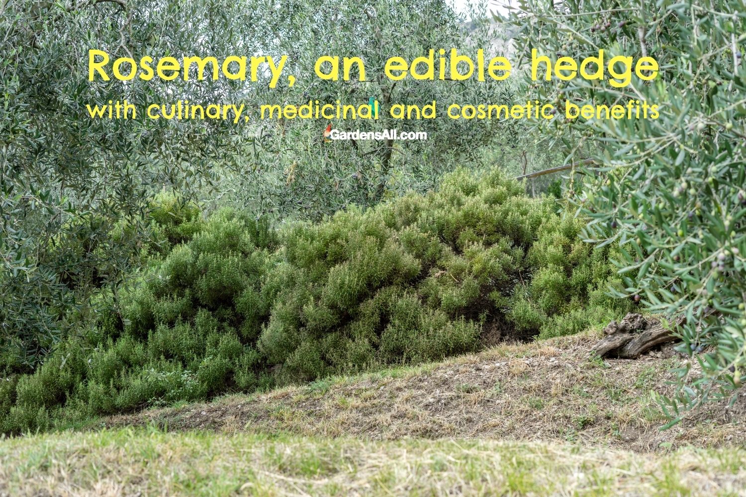 Edible Hedges for Privacy and Food Eat That Hedge! GardensAll