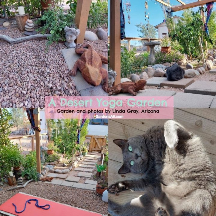 Desert Garden Ideas That Bring Green Life to Arid Landscapes
