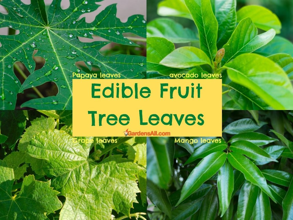 Edible Tree Leaves, Plus Bark, Blossoms and More! GardensAll