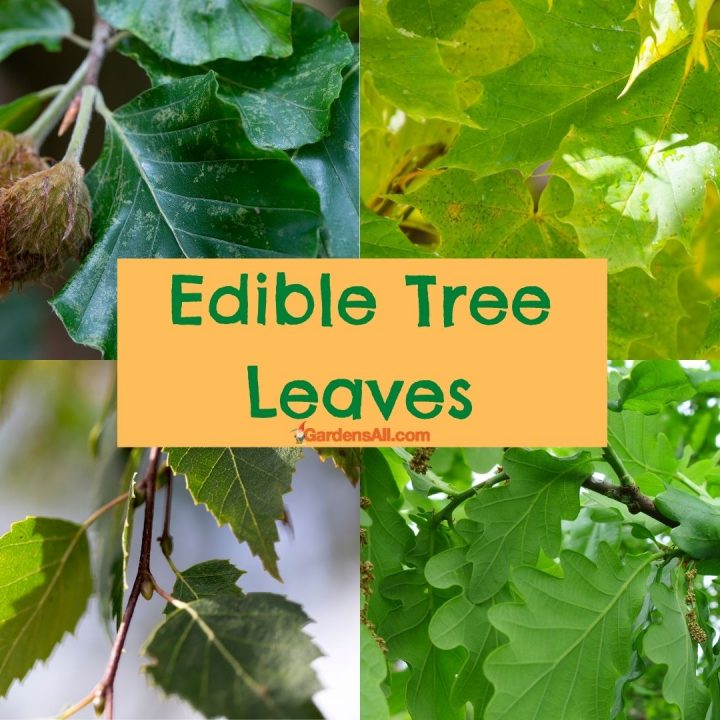 Tree leaves you can eat