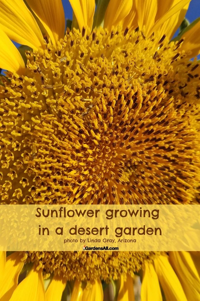 Sunflower growing in a desert garden