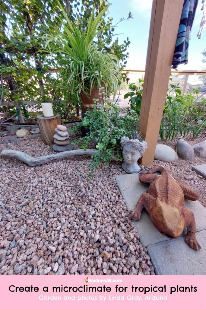 microclimate for tropical plants-desert garden-image and garden by Linda Gray