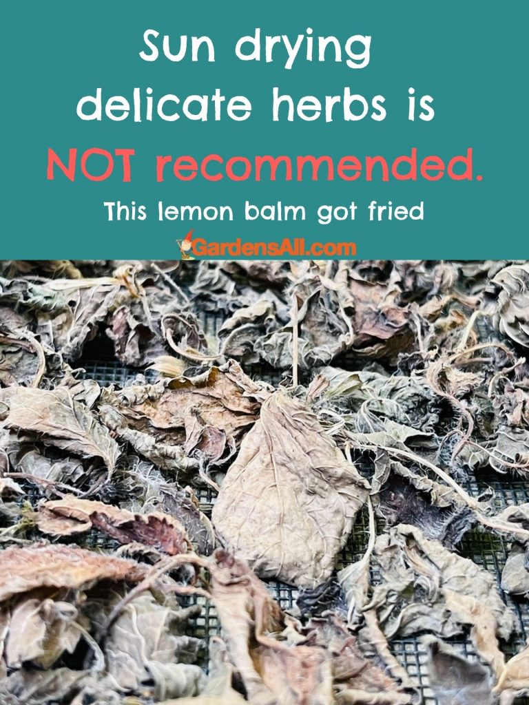 Sun dried lemon balm leaves that got burned from drying in the sun.
ss
