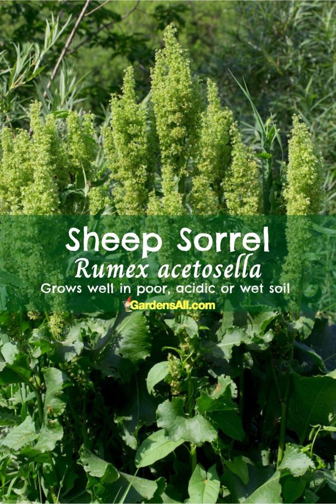 Sheep Sorrel Rumex acetosella-soil health