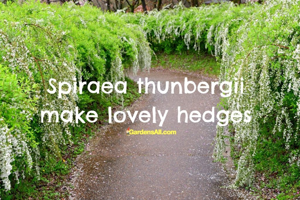 spirea thunbergii ornamental shrub in a hedgerow