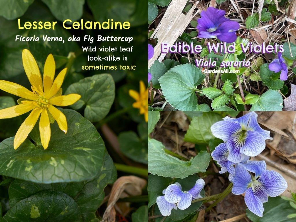 Wild Violets Benefits for Ground Cover, Food and More!