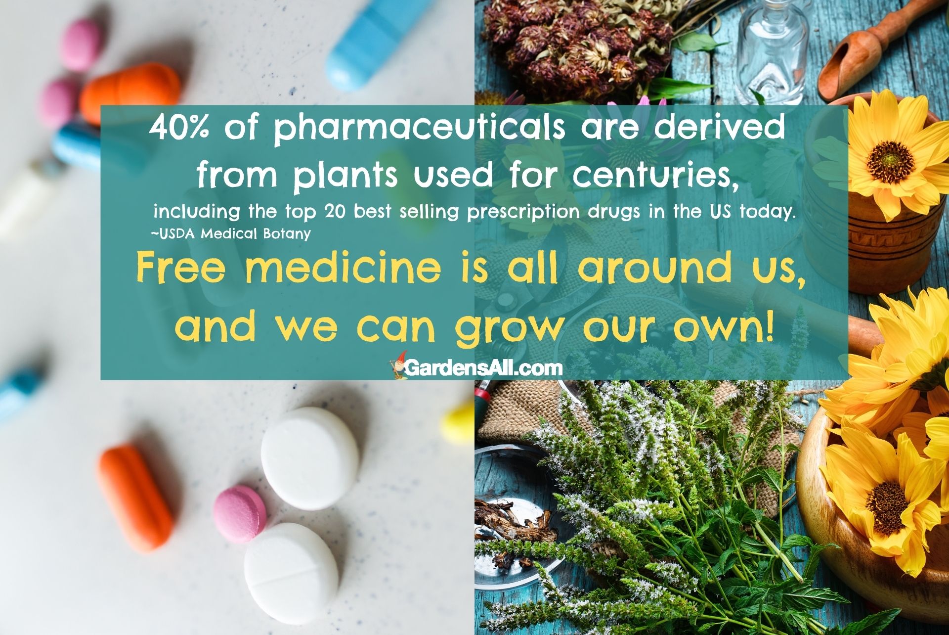 Natural Antifungal Herbs Beneficial for Fungal Rashes and Candida GardensAll