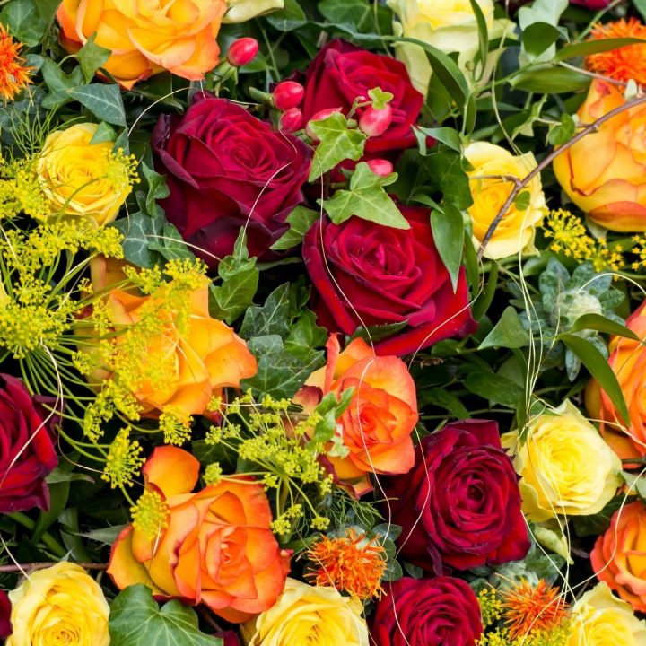 The Rose Symbolism and Meaning by Colors