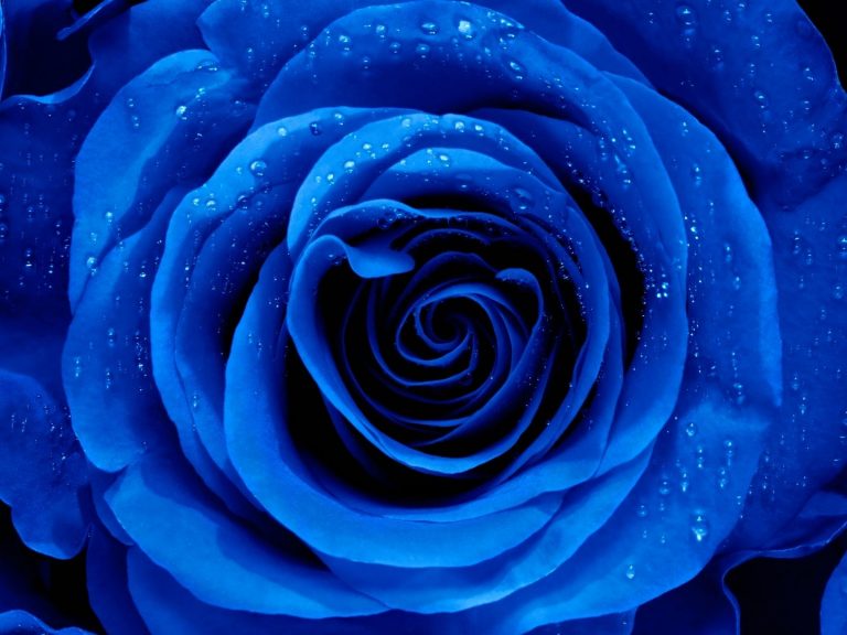 The Rose Symbolism and Meaning by Colors GardensAll