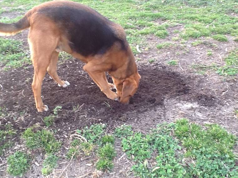 Ratter Dog digging for voles and moles