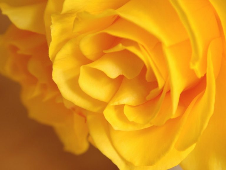 The Rose Symbolism and Meaning by Colors - GardensAll
