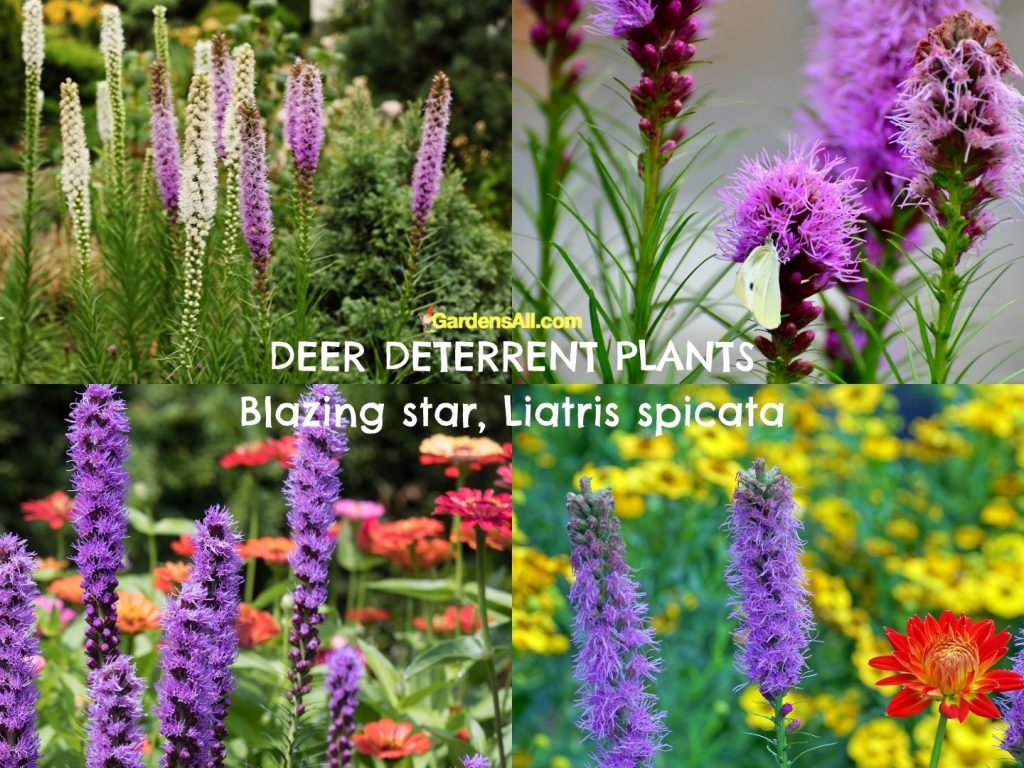 Blazing Star, Liatris spicata, is a perennial deer resistant flowering plant that's beautiful in landscapes.