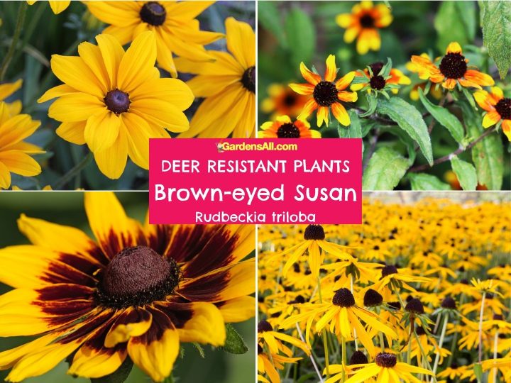 24 Beautiful, Perennial Deer Resistant Flowers For Your Yard And Garden