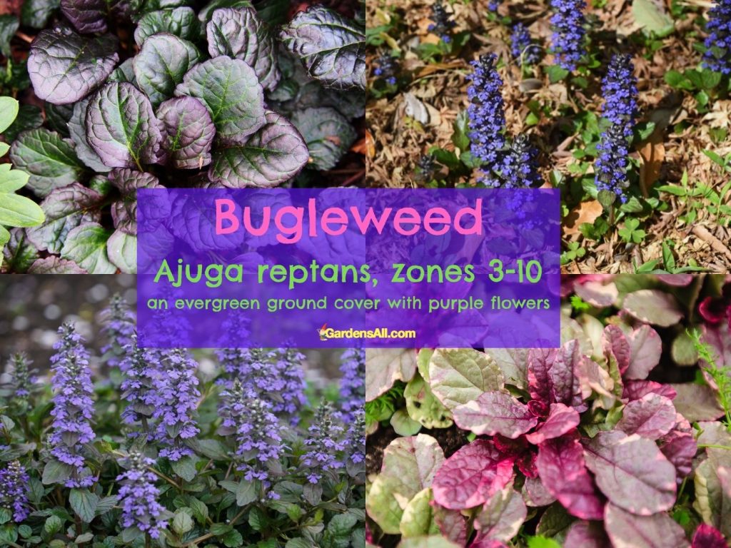 Bugleweed Ajuga reptans-evergreen ground cover