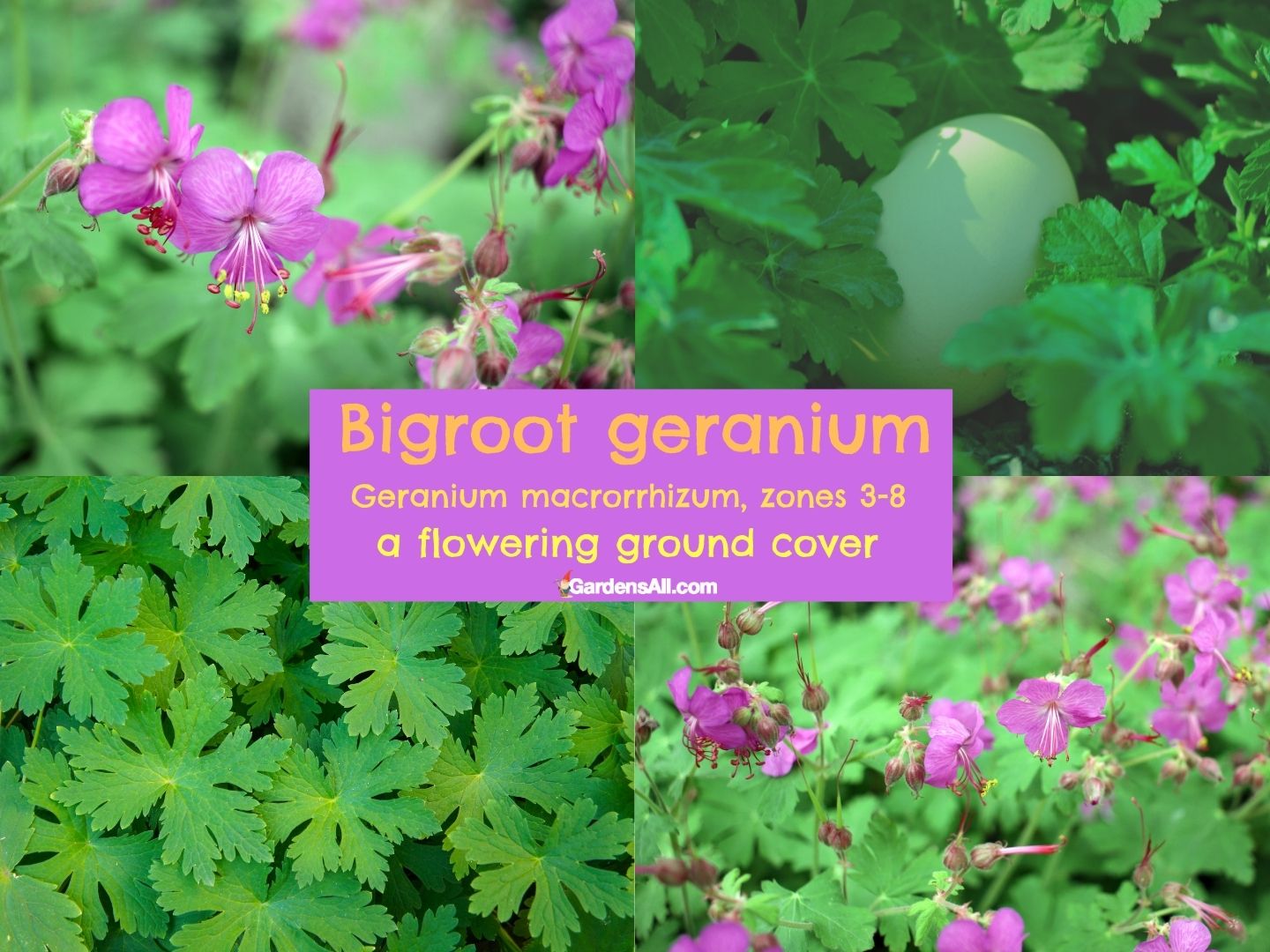 Geranium Rampant Ground Cover with Flowers is Both Practical and Ornamental - GardensAll