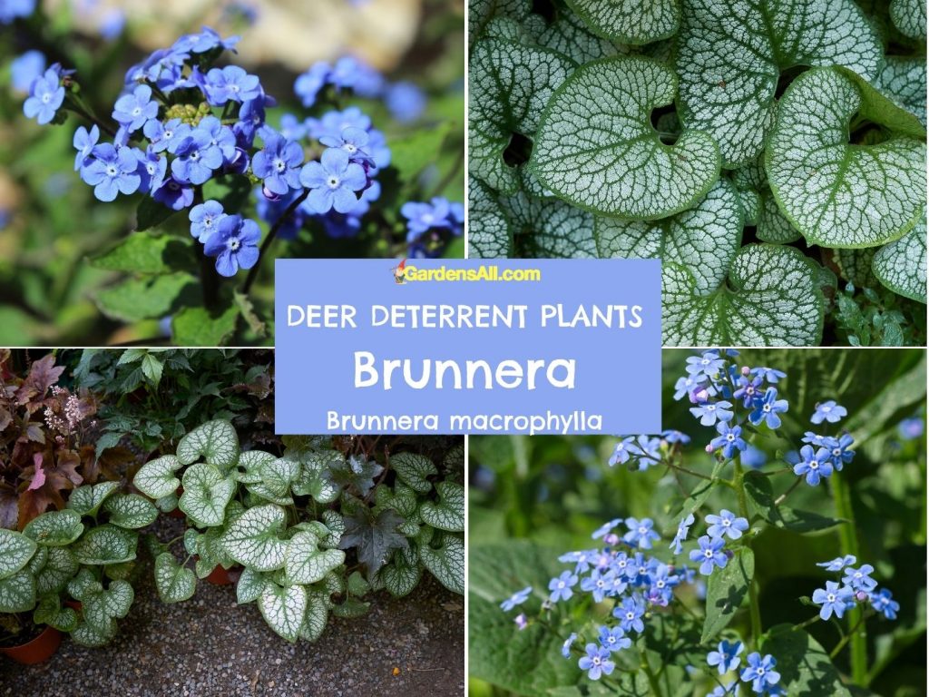 perennial Deer Resistant Flower-Brunnera macrophylla-collage