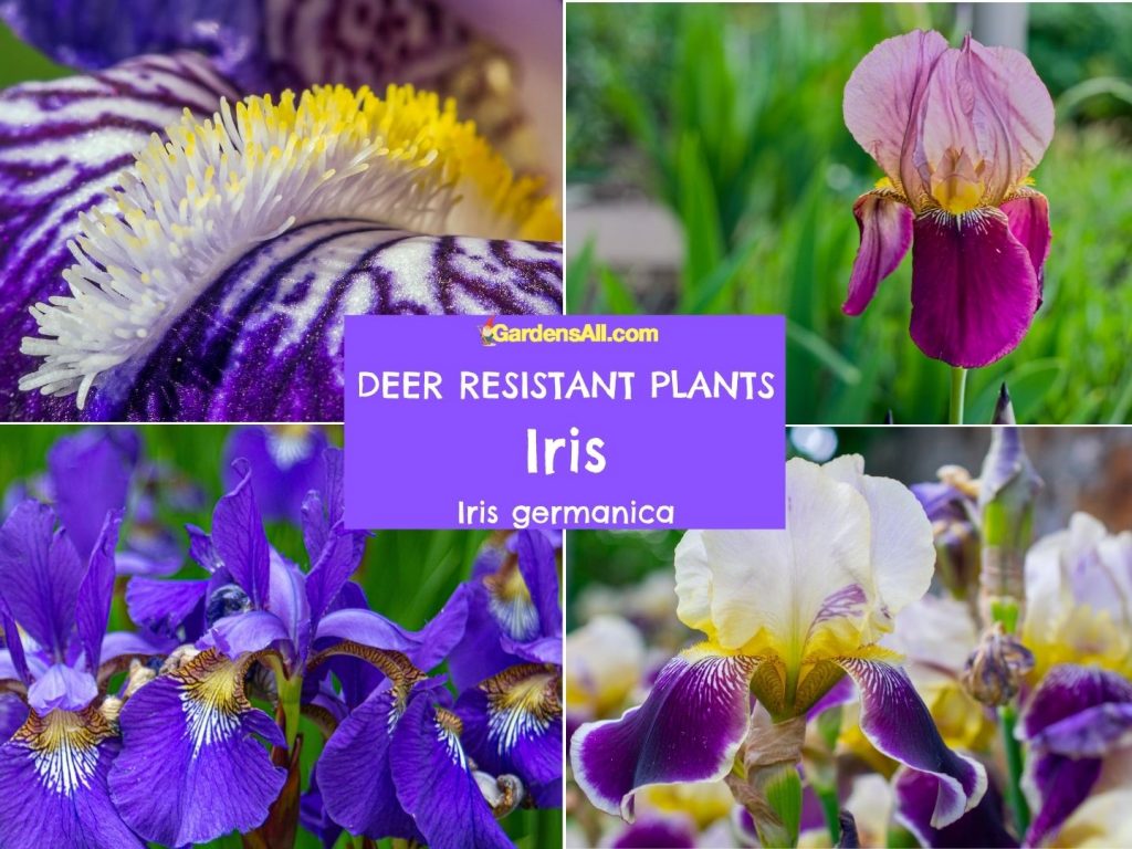 Deer resistant flowers - Perennial Iris, Iris germanica